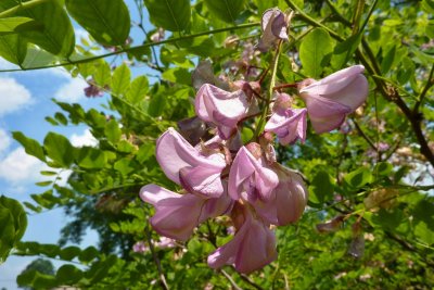 Robinia hispida - trnovník huňatý - květ